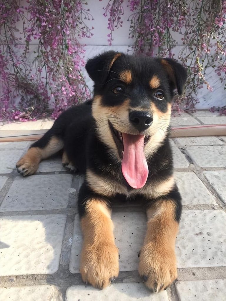 不黑不吹！2000元预算可以不买这几种狗（一两千的狗狗有都有哪些）(图1)