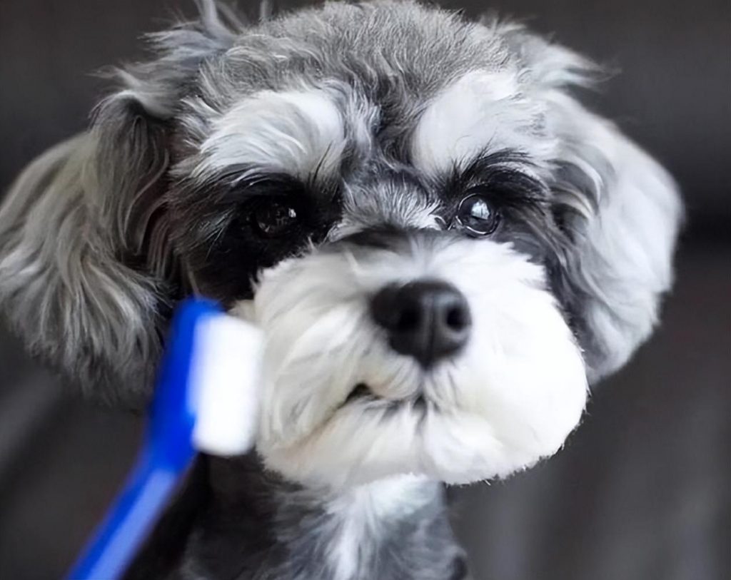 不黑不吹!2000元预算可以不买这几种狗(一两千的狗狗有都有哪些)(图2)