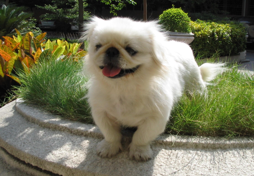 不黑不吹!2000元预算可以不买这几种狗(一两千的狗狗有都有哪些)(图3)