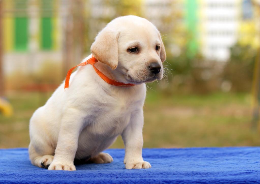 不黑不吹!2000元预算可以不买这几种狗(一两千的狗狗有都有哪些)(图5)