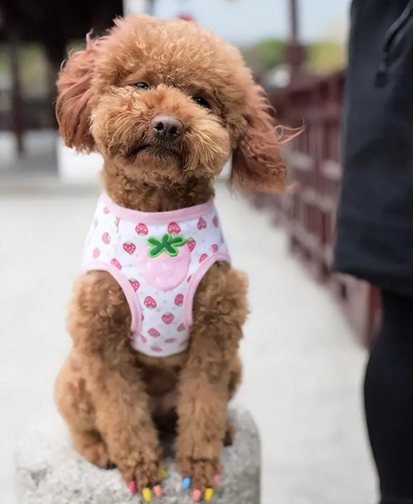 不黑不吹！2000元预算可以不买这几种狗（一两千的狗狗有都有哪些）(图6)