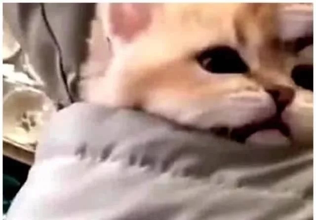 女子把猫咪装进口袋逛街买衣服 总那种感觉路人紧紧的盯着自己看 低下头看那萌化了(图2)