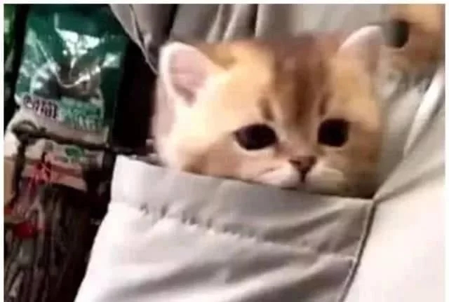 女子把猫咪装进口袋逛街买衣服 总那种感觉路人紧紧的盯着自己看 低下头看那萌化了(图1)