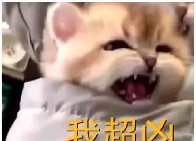 女子把猫咪装进口袋逛街买衣服 总那种感觉路人紧紧的盯着自己看 低下头看那萌化了(图3)