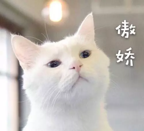 自己就能给猫咪做的健康检查——猫咪感冒篇(图1)
