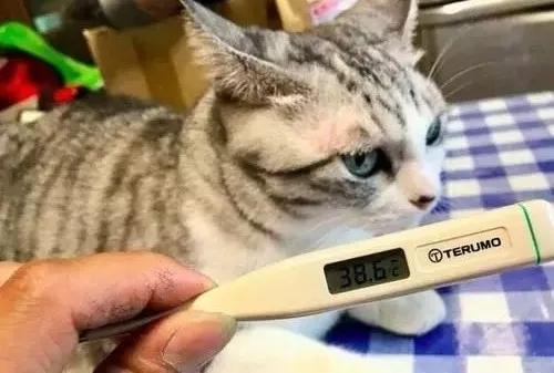 自己就能给猫咪做的健康检查——猫咪感冒篇(图2)