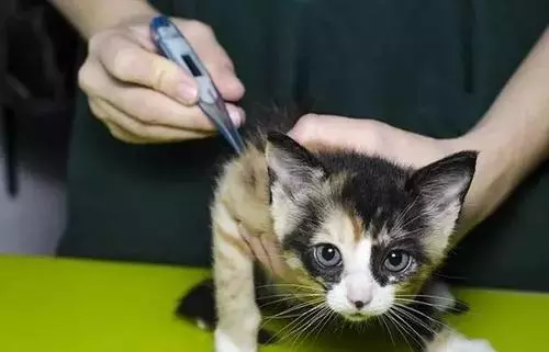 自己就能给猫咪做的健康检查——猫咪感冒篇(图4)