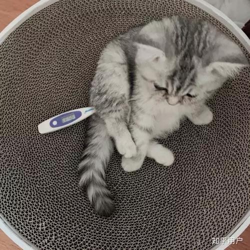 自己就能给猫咪做的健康检查——猫咪感冒篇(图5)