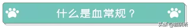 给猫咪做检查血常规查什么？通过血常规一眼就可以看出哪些问题？(图2)