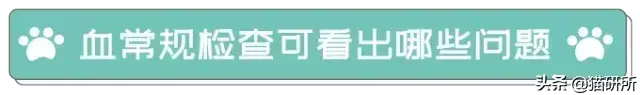 给猫咪做检查血常规查什么？通过血常规一眼就可以看出哪些问题？(图5)