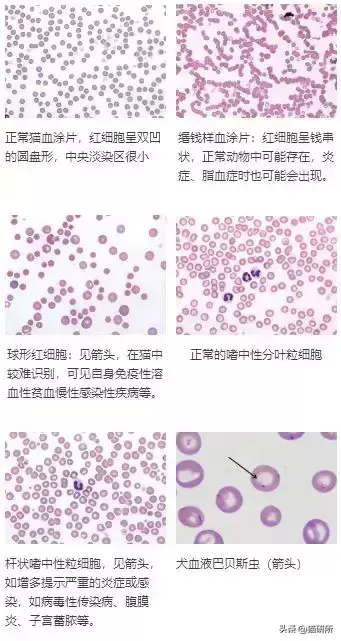 给猫咪做检查血常规查什么？通过血常规一眼就可以看出哪些问题？(图11)