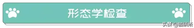 给猫咪做检查血常规查什么？通过血常规一眼就可以看出哪些问题？(图10)