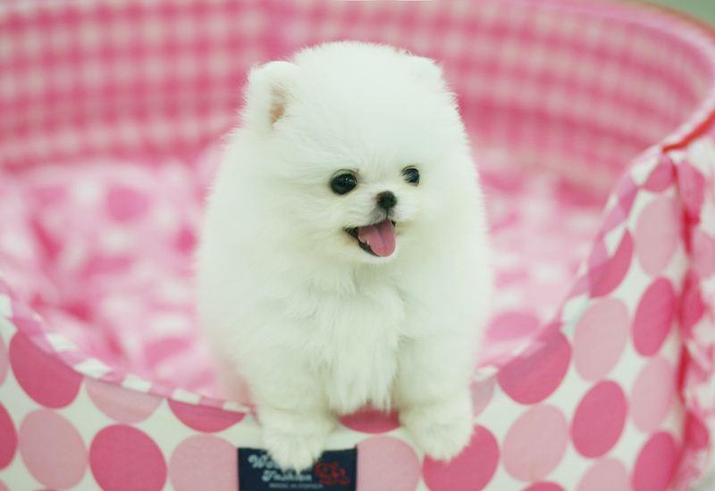 刚满月的博美犬怎么养？这3点很重要（满月的小博美怎么喂养）(图3)