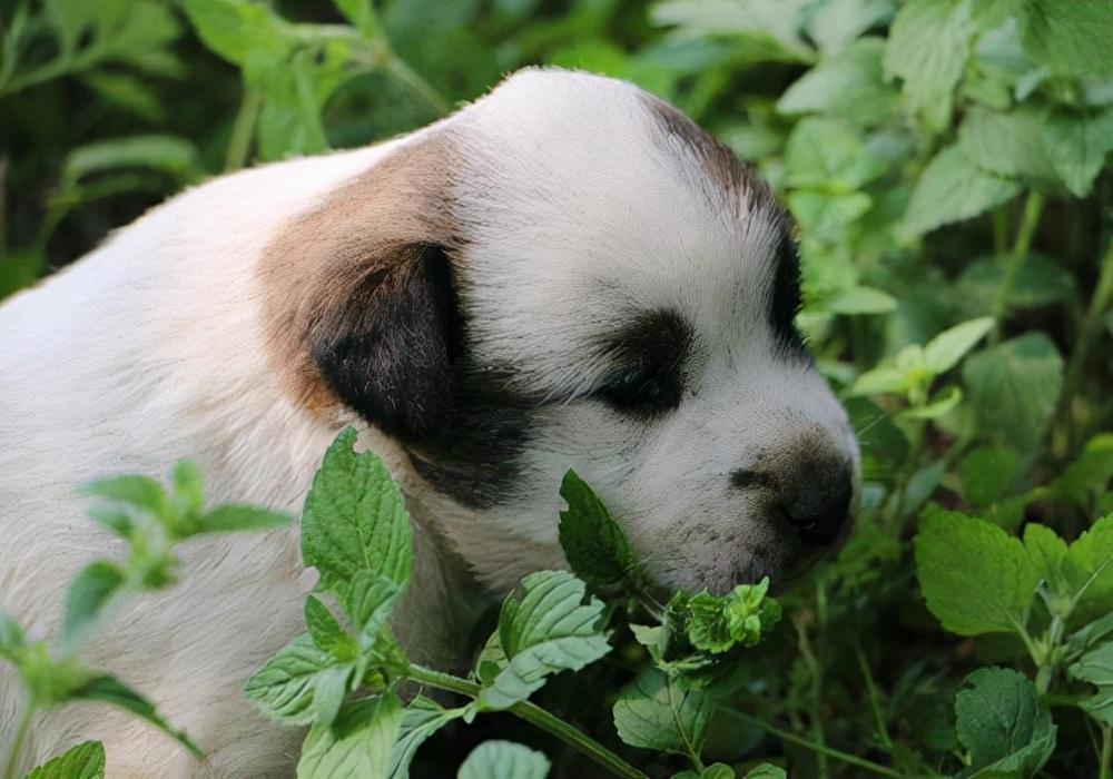 狗狗吐黄水拉稀需要采取什么治疗措施处理？四个方法处理狗狗吐黄水拉稀(图1)