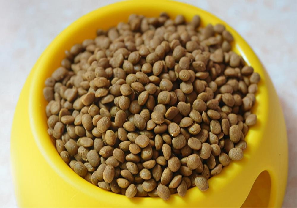 狗狗吐黄水拉稀需要采取什么治疗措施处理？四个方法处理狗狗吐黄水拉稀(图2)