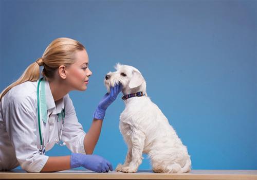 狗狗吐黄水拉稀需要采取什么治疗措施处理？四个方法处理狗狗吐黄水拉稀(图5)