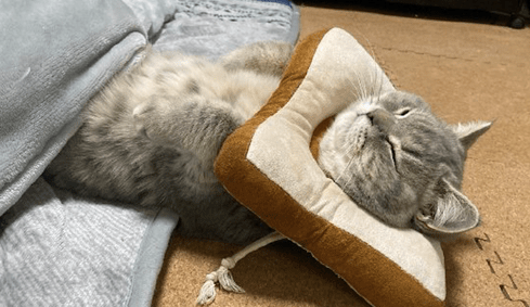 主人给猫咪戴上了耻辱圈，没想到它却当成了枕头，睡得也太香了吧(图1)