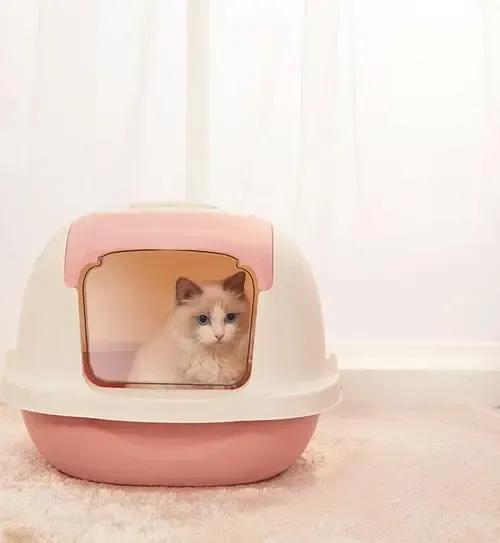 如何训练幼猫用猫砂？训练幼猫技巧：要赞美，不要惩罚它(图2)