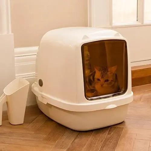 如何训练幼猫用猫砂？训练幼猫技巧：要赞美，不要惩罚它(图3)