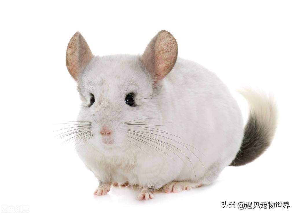 你喜欢龙猫吗？龙猫的寿命有多久呢？(图3)