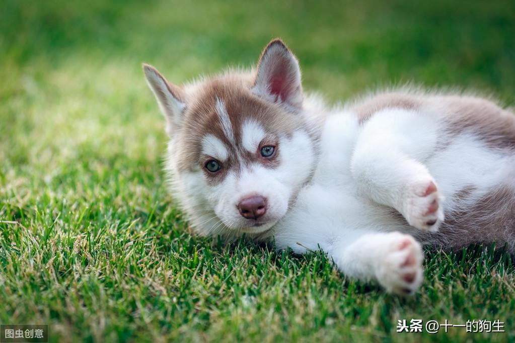 宠物多大被视为老年犬?老年犬的几块饮食选择,你知道多少?(小型犬多少岁开始吃老年犬粮)(图1)