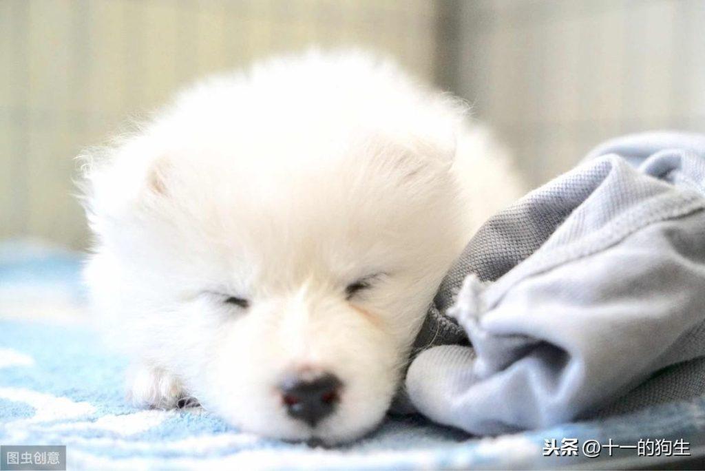 宠物多大被视为老年犬?老年犬的几块饮食选择,你知道多少?(小型犬多少岁开始吃老年犬粮)(图2)