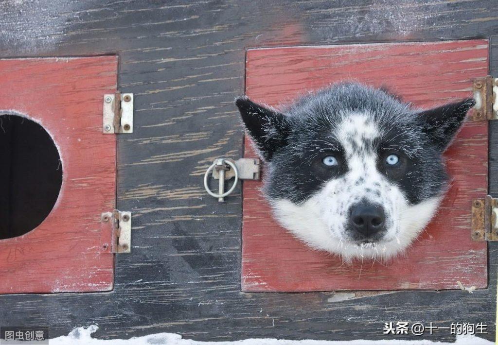 宠物多大被视为老年犬?老年犬的几块饮食选择,你知道多少?(小型犬多少岁开始吃老年犬粮)(图3)