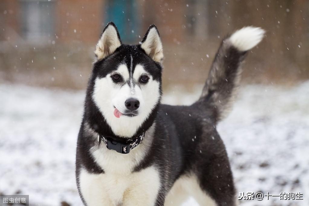 宠物多大被视为老年犬?老年犬的几块饮食选择,你知道多少?(小型犬多少岁开始吃老年犬粮)(图5)
