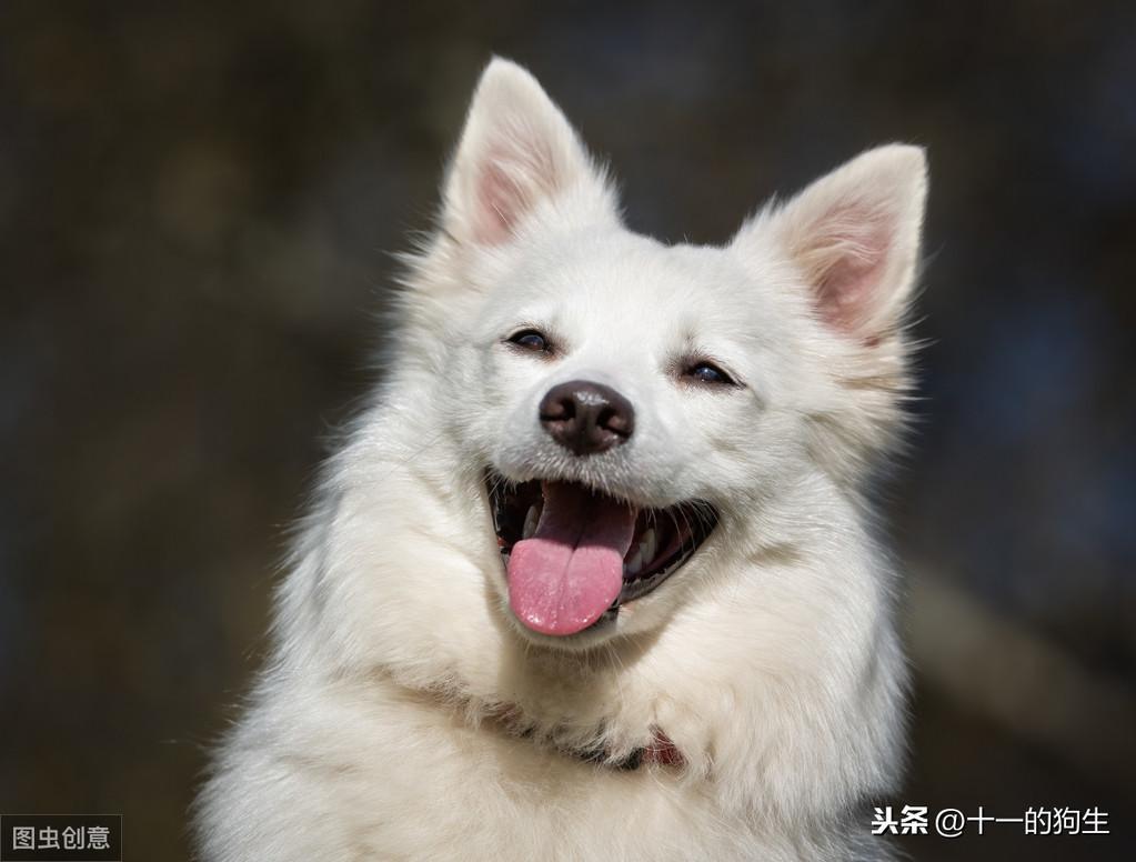 宠物多大被视为老年犬?老年犬的几块饮食选择,你知道多少?(小型犬多少岁开始吃老年犬粮)(图7)
