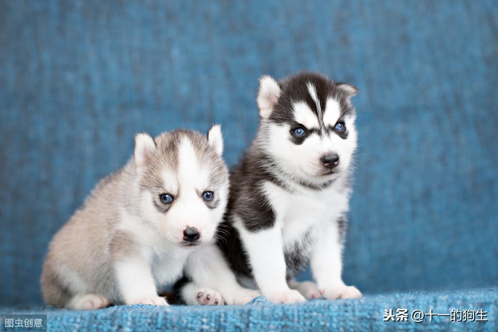宠物多大被视为老年犬?老年犬的几块饮食选择,你知道多少?(小型犬多少岁开始吃老年犬粮)(图9)
