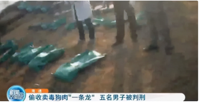 别拿别人的宠物当畜生！盗猫毒狗很残忍，更有可能违法(图1)