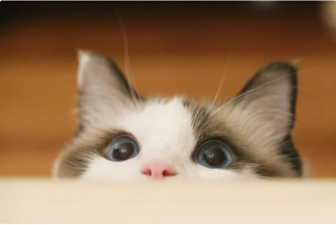 别拿别人的宠物当畜生！盗猫毒狗很残忍，更有可能违法(图2)