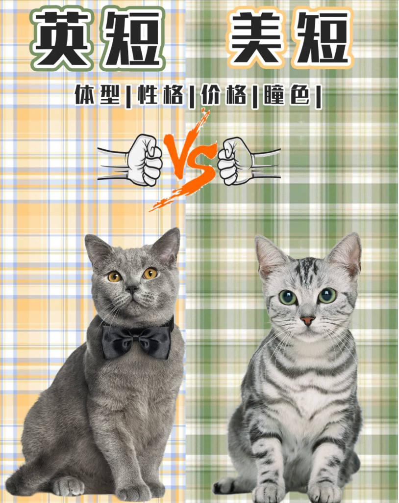 英短与美短，你们分得清吗？介绍两类猫咪的区别(图1)