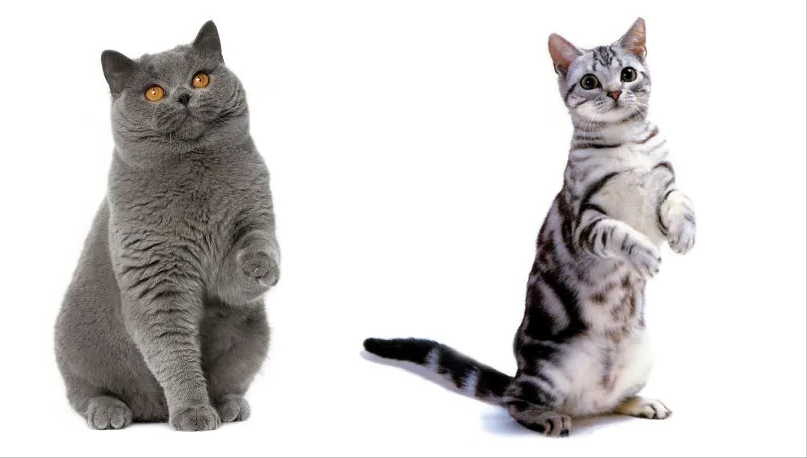 英短与美短，你们分得清吗？介绍两类猫咪的区别(图2)