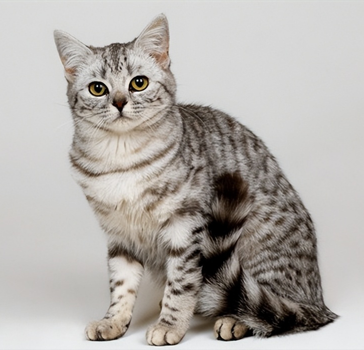 英短与美短，你们分得清吗？介绍两类猫咪的区别(图7)