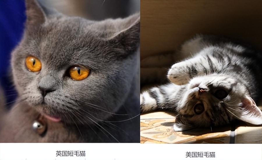 英短与美短，你们分得清吗？介绍两类猫咪的区别(图3)