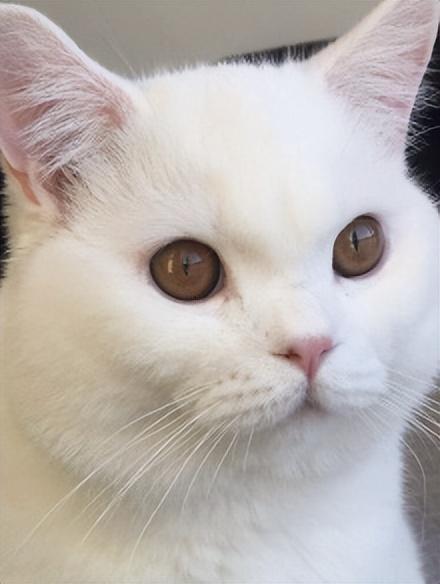 英短与美短，你们分得清吗？介绍两类猫咪的区别(图4)