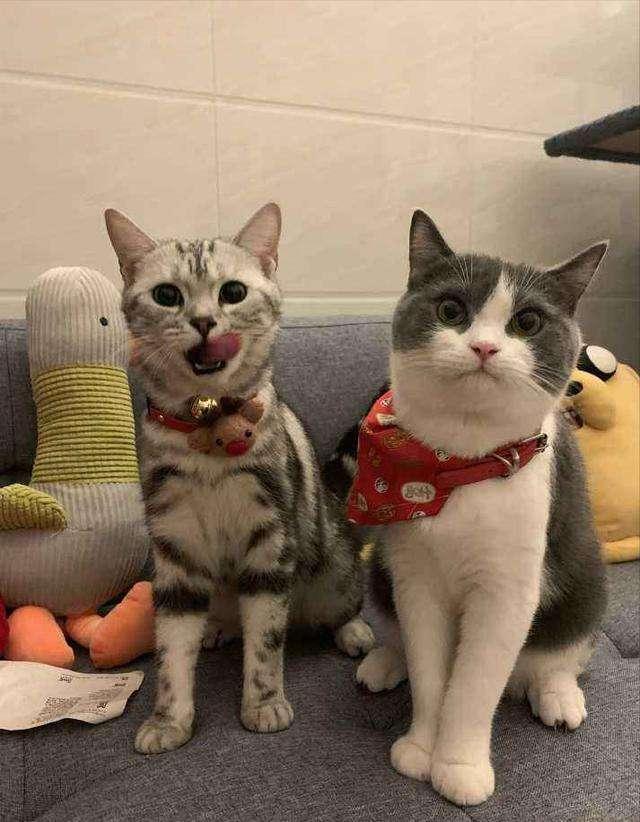 英短与美短，你们分得清吗？介绍两类猫咪的区别(图5)