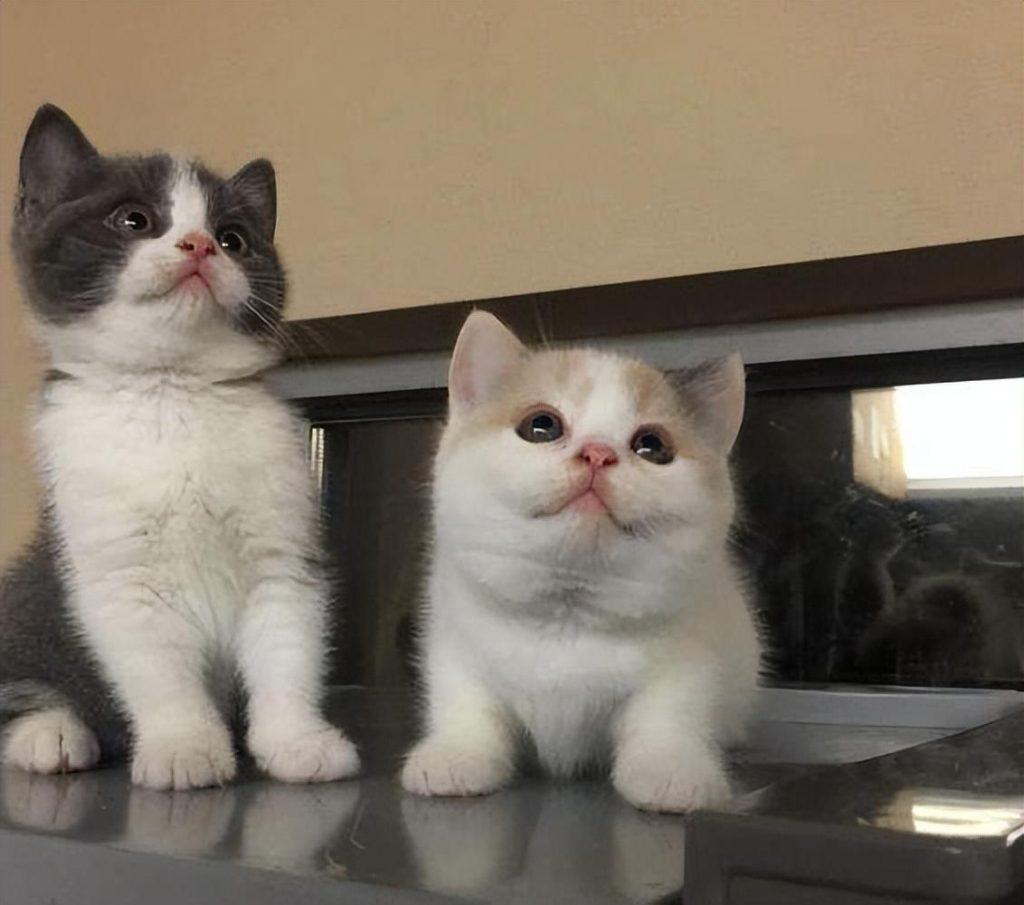 英短与美短，你们分得清吗？介绍两类猫咪的区别(图6)