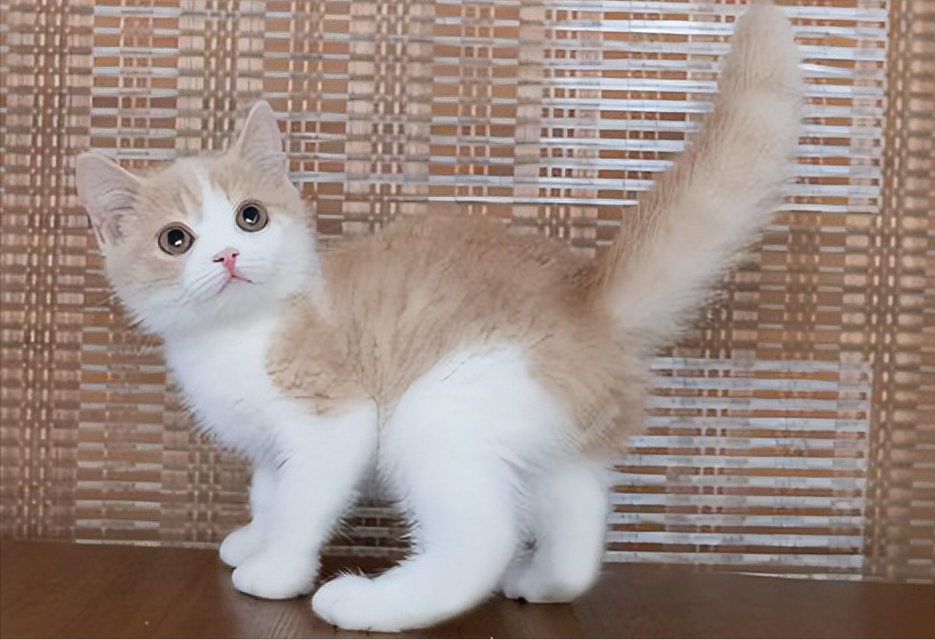 英短与美短，你们分得清吗？介绍两类猫咪的区别(图9)