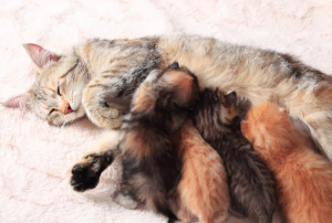 幼猫该怎么饲养？饲养幼猫的注意事项分享(图2)