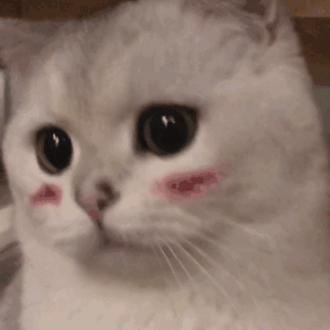 幼猫该怎么饲养？饲养幼猫的注意事项分享(图4)