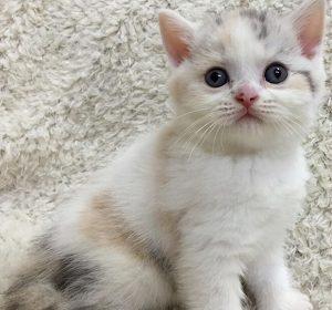 幼猫该怎么饲养？饲养幼猫的注意事项分享(图3)