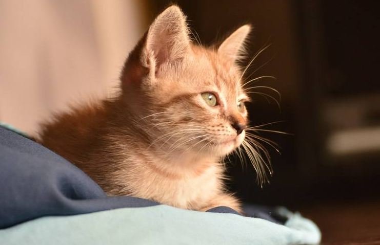 流浪小猫太饿，竟上门乞求食物，它下一秒的举动，瞬间让人感动(图1)