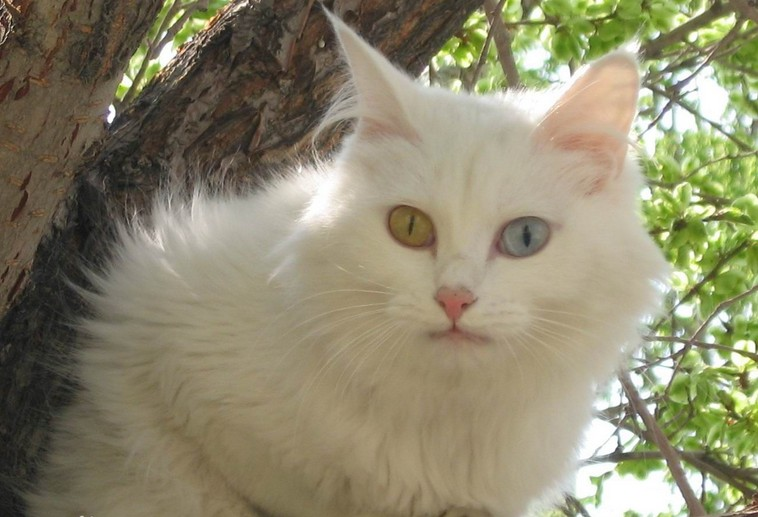 这5种猫便宜又好养，很适合新手，养过的都推荐(图3)