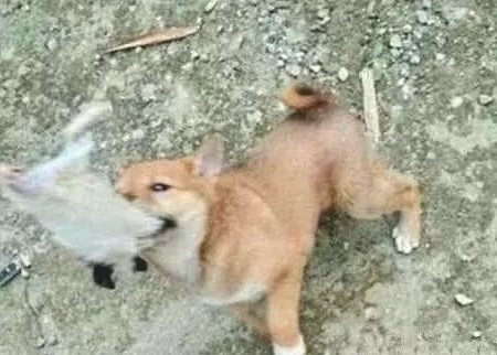 小狗嘴中咬着个长尾巴的混蛋，过来细心一看：猫能够想要了(图1)