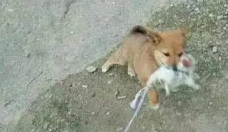 小狗嘴中咬着个长尾巴的混蛋，过来细心一看：猫能够想要了(图2)