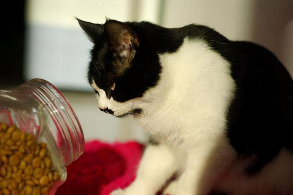 猫咪口吐白沫怎么办？分享导致猫咪呕吐的原因与措施 | 仅提供参考(图3)