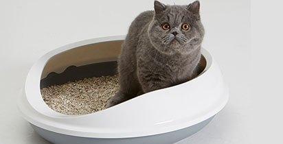 猫砂太多很难选，怎么挑选？四个标准助你选猫砂(图1)