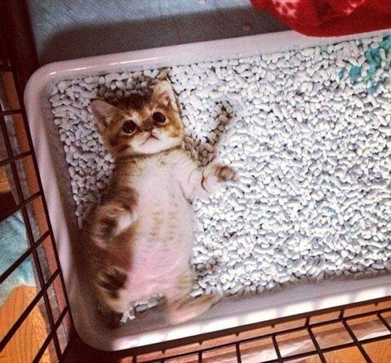 猫砂太多很难选，怎么挑选？四个标准助你选猫砂(图5)